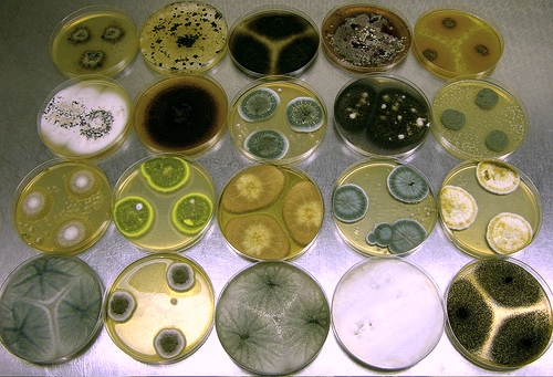 mage result for aspergillus wiki