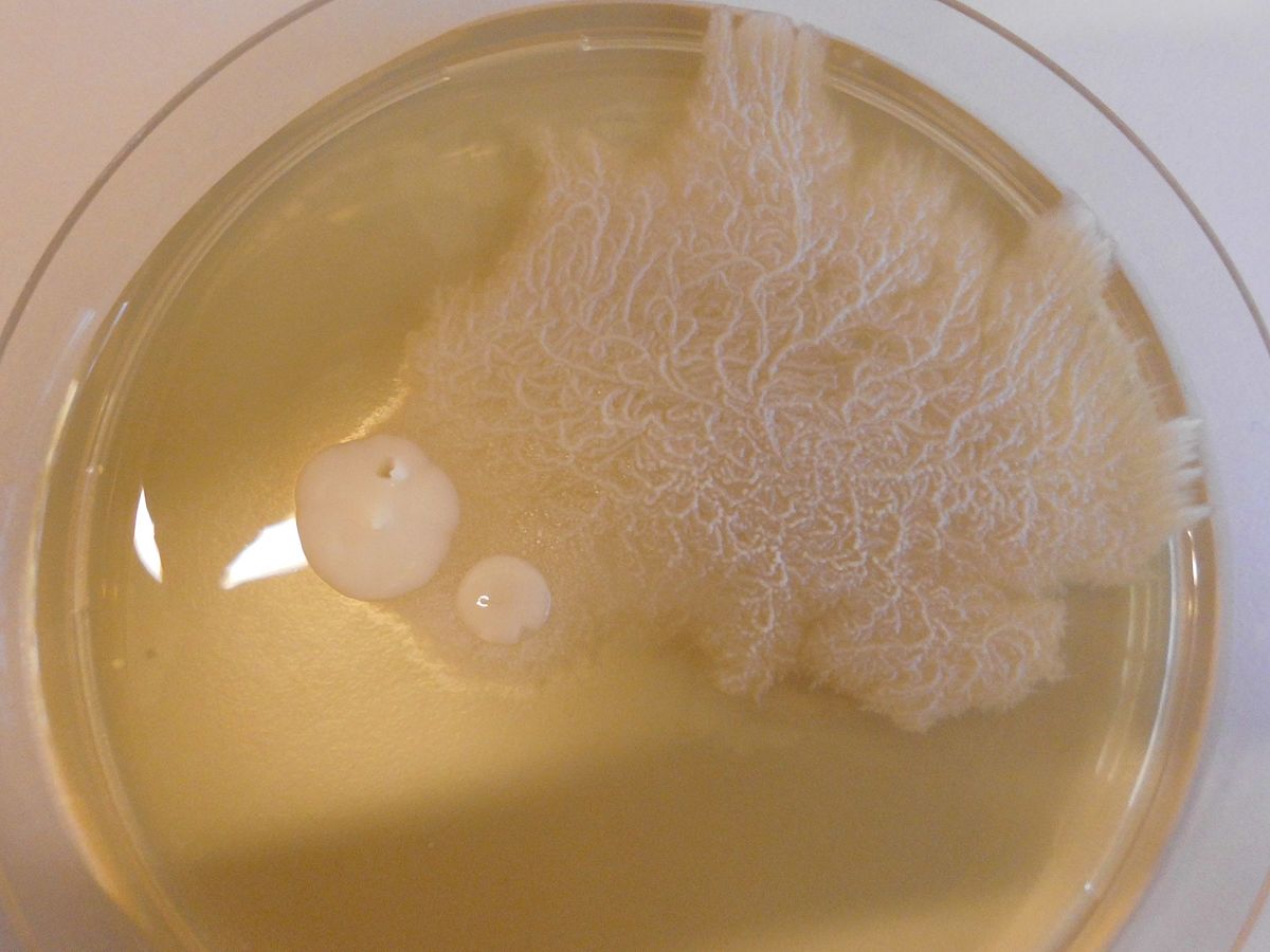 mage result for candida albicans wikipedia